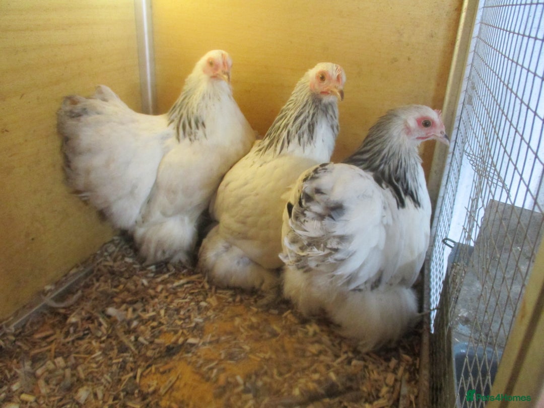 Chickens poultry for sale:  Colombian, silver/black Pekin Bantam pullets Aug/ - Advert 1