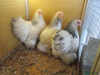 Chickens poultry Colombian, silver/black Pekin Bantam pullets Aug/ - Advert 18