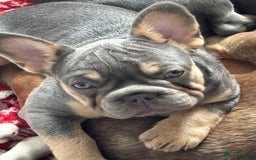 French Bulldog dogs for sale: Isabella wrapped in cream, fluffy carrier - Image 36