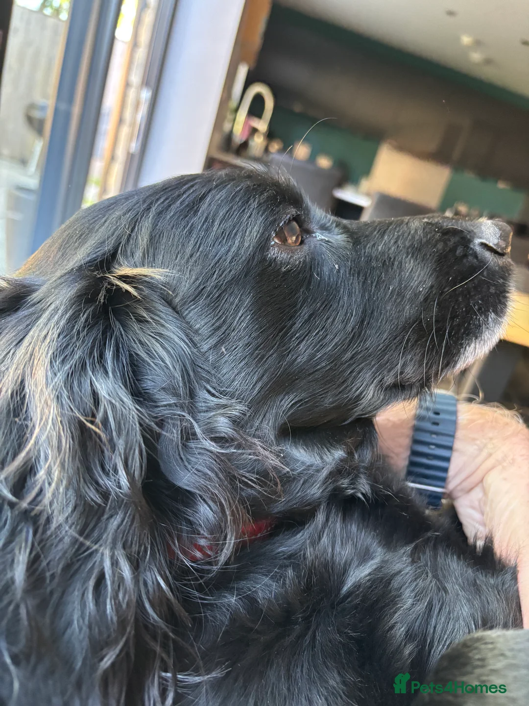 Cocker Spaniel dogs for stud: Cocker Spaniel for stud - NO FEE - Advert 9