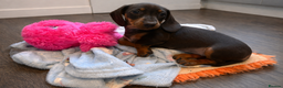 Miniature Dachshund dogs for sale: Only 3 chocolate drops left, ready now  - Advert 13