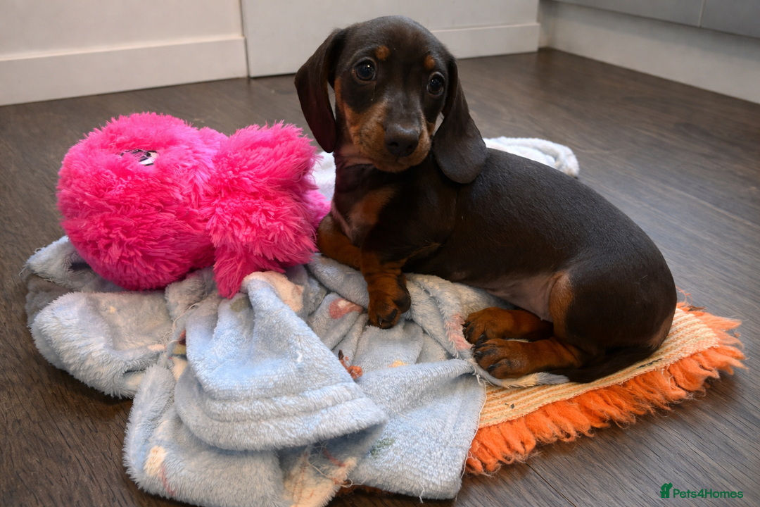 Miniature Dachshund dogs for sale: Only 3 chocolate drops left, ready now  - Advert 13