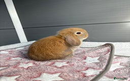 Mini Lop rabbits for sale: Friendly pure bred mini lops  - Image 10