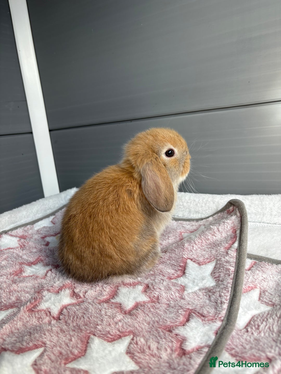 Mini Lop rabbits for sale: Friendly pure bred mini lops  - Image 10