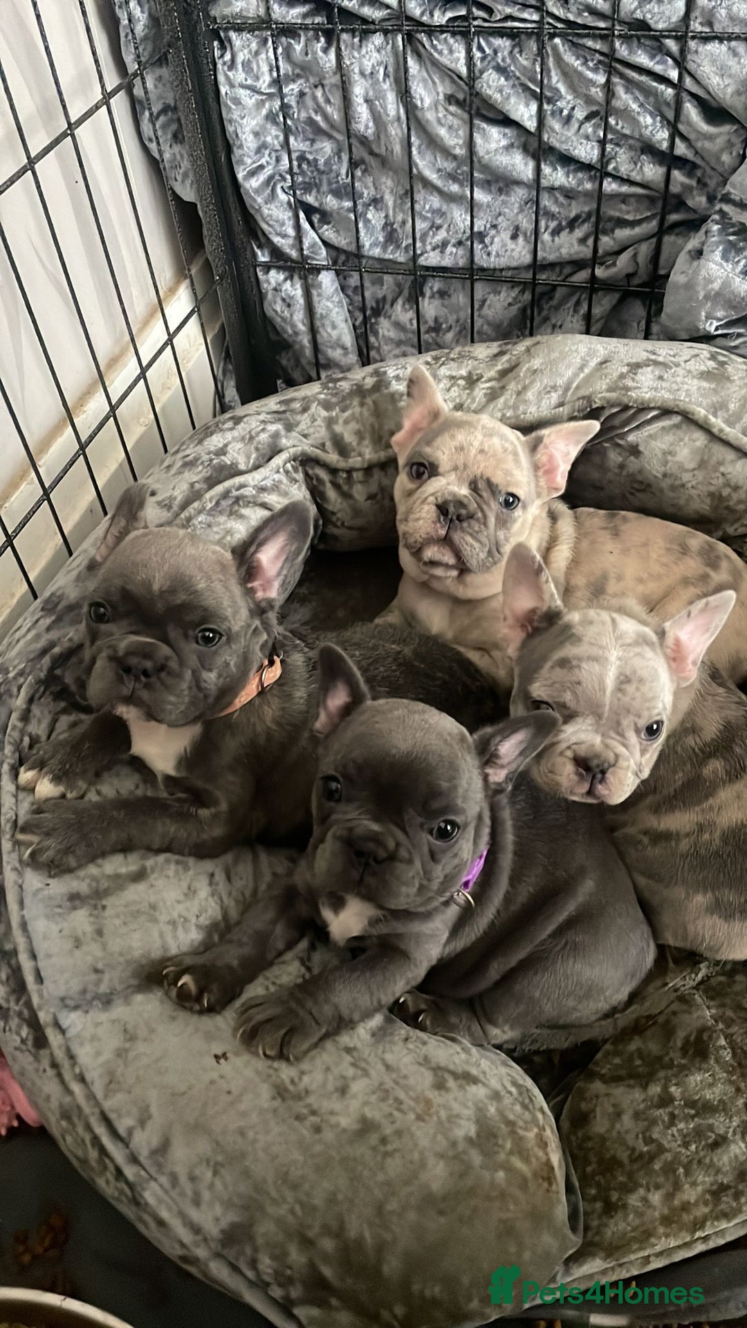French Bulldog dogs for stud: Amazing merle male for stud - Image 6