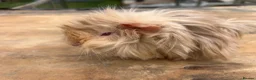 Guinea Pig rodents for sale: Beautiful long haired guinea pigs to reserve  - Advert 9