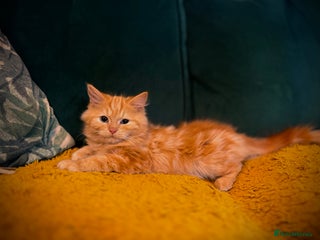 Mixed Breed cats - Advert 1