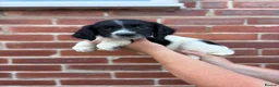 English Springer Spaniel dogs for sale:  KC registered English springer spaniel puppies - Advert 3