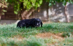 Cocker Spaniel dogs for sale: KC Reg – Fully Health Tested – Working Cocker Pups - Image 29