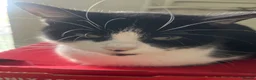 Mixed Breed cats for sale: Two little boys need forever homes.  - Advert 1