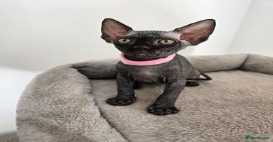 Sphynx cats - Advert 2
