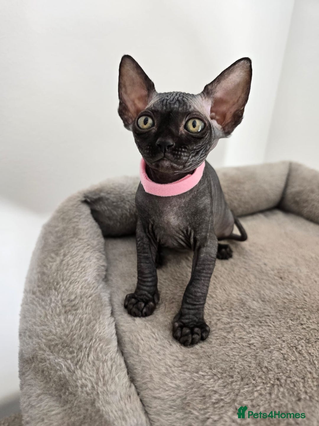 Sphynx cats for sale: TICA registered Canadian sphynx  - Image 3