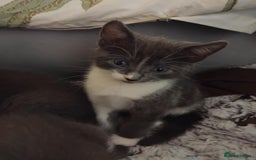Mixed Breed cats for sale: Mixed Breed kittens for sale  - Image 7