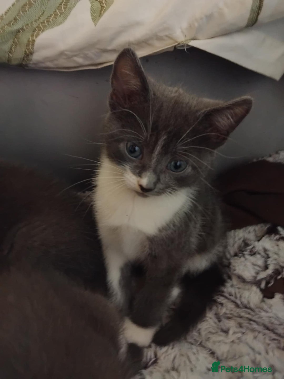Mixed Breed cats for sale: Mixed Breed kittens for sale  - Image 7
