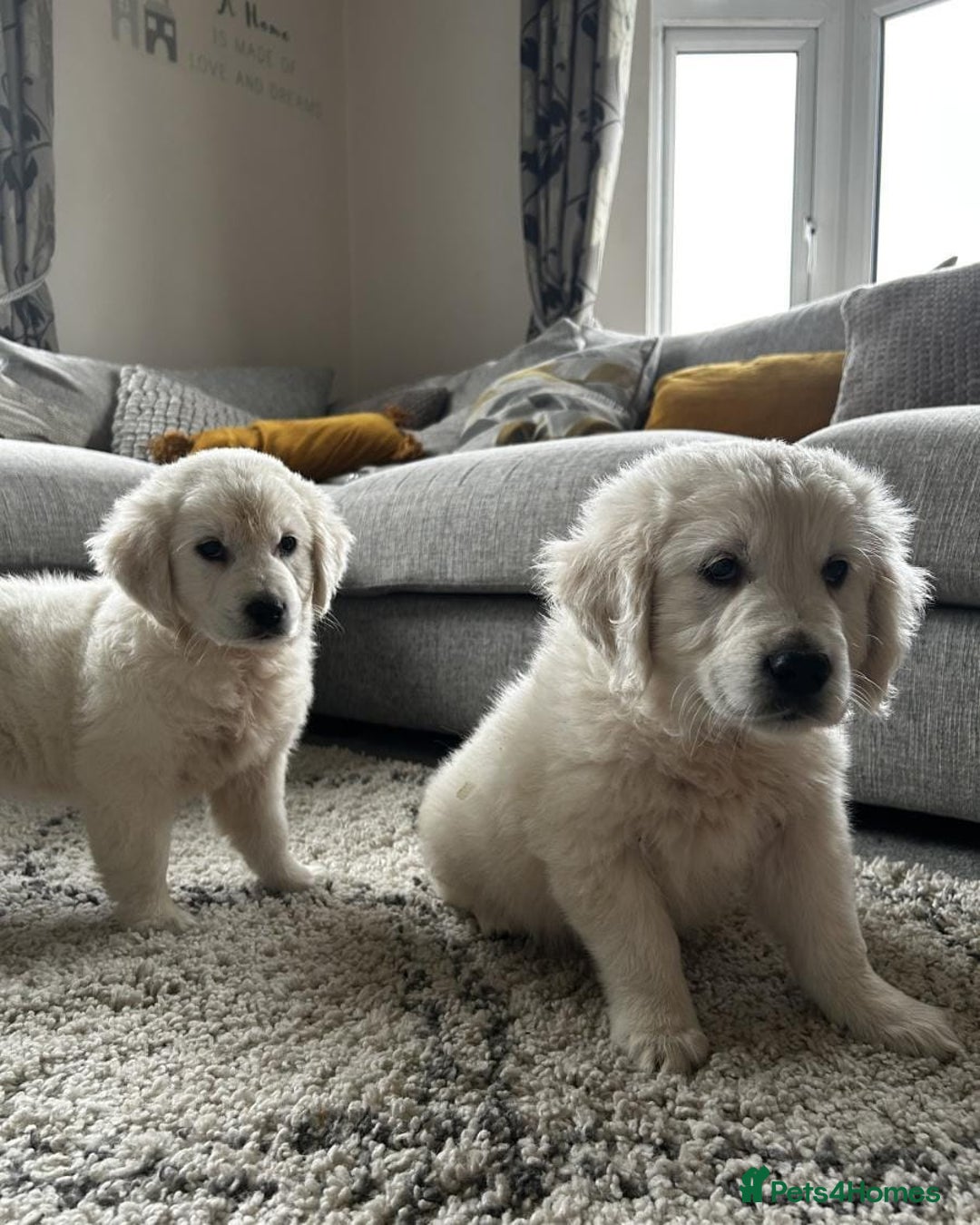 Golden Retriever dogs for sale: Stunning Chunky Golden Retriever Puppies - Image 1
