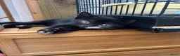 Mixed Breed cats for sale: 3 little baby kittens for sale  - Advert 7