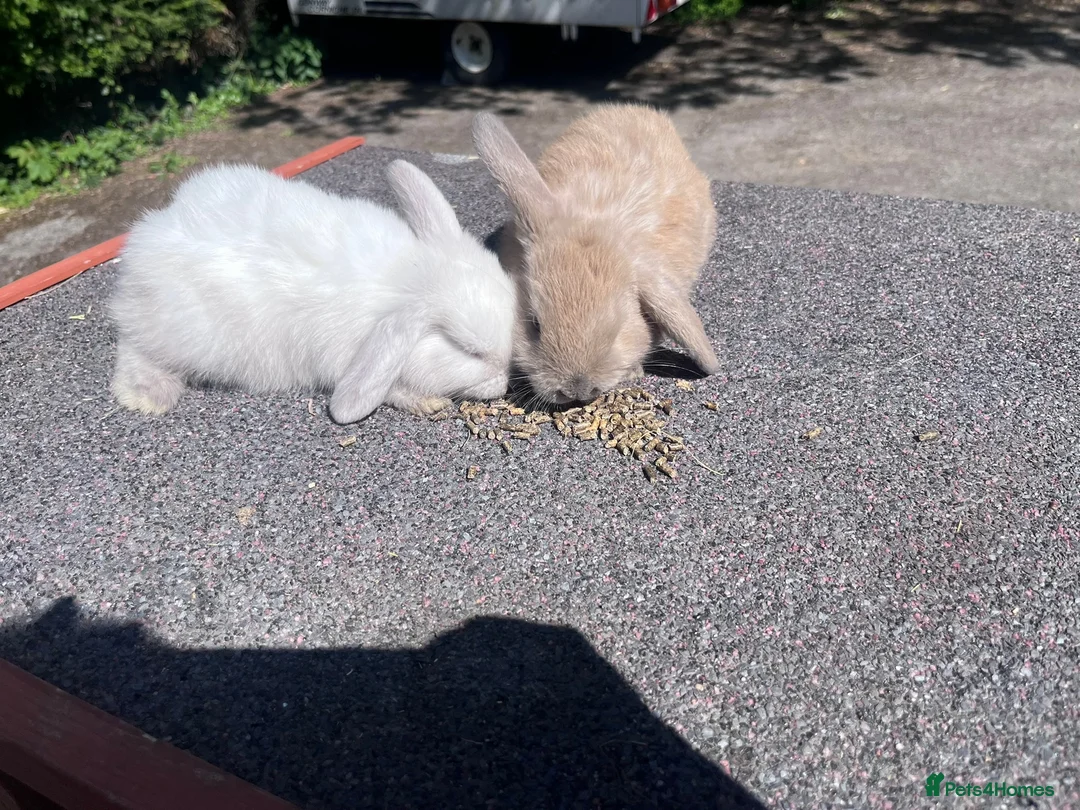 Mini Lop rabbits for sale: Mini Lop Rabbits | Ready Now | Hampshire in Alton - Advert 2