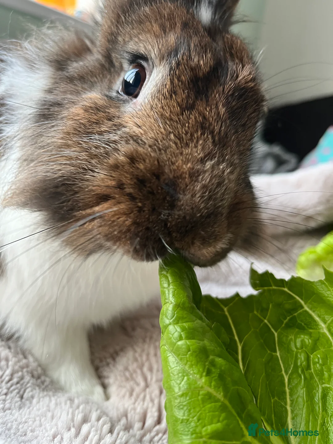 Mixed Breed rabbits for sale: Indoor Rabbit – Lovely Starter Companion - Advert 6