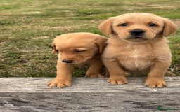 Goldador dogs for sale: Gorgoeus Goldador’s-Health Tested  - Image 3