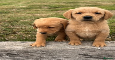 Goldador dogs - Advert 6