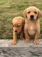 Goldador dogs - Advert 2