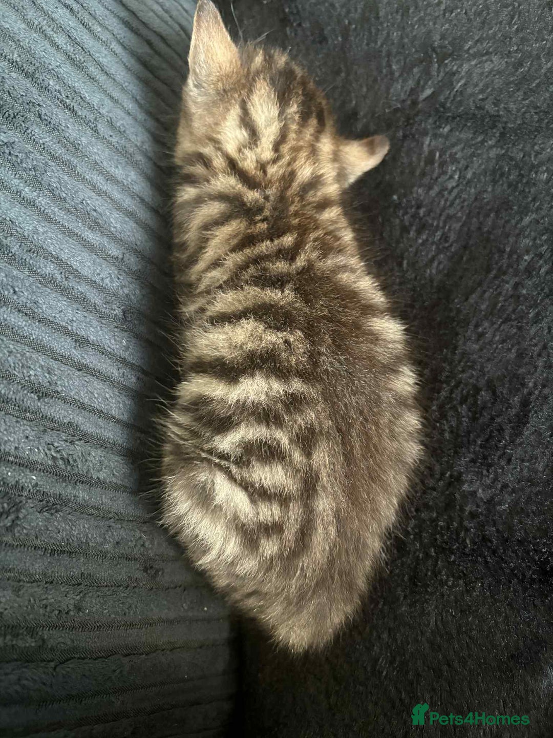 British Shorthair cats for sale: One gorgeous male tabby  - Advert 5