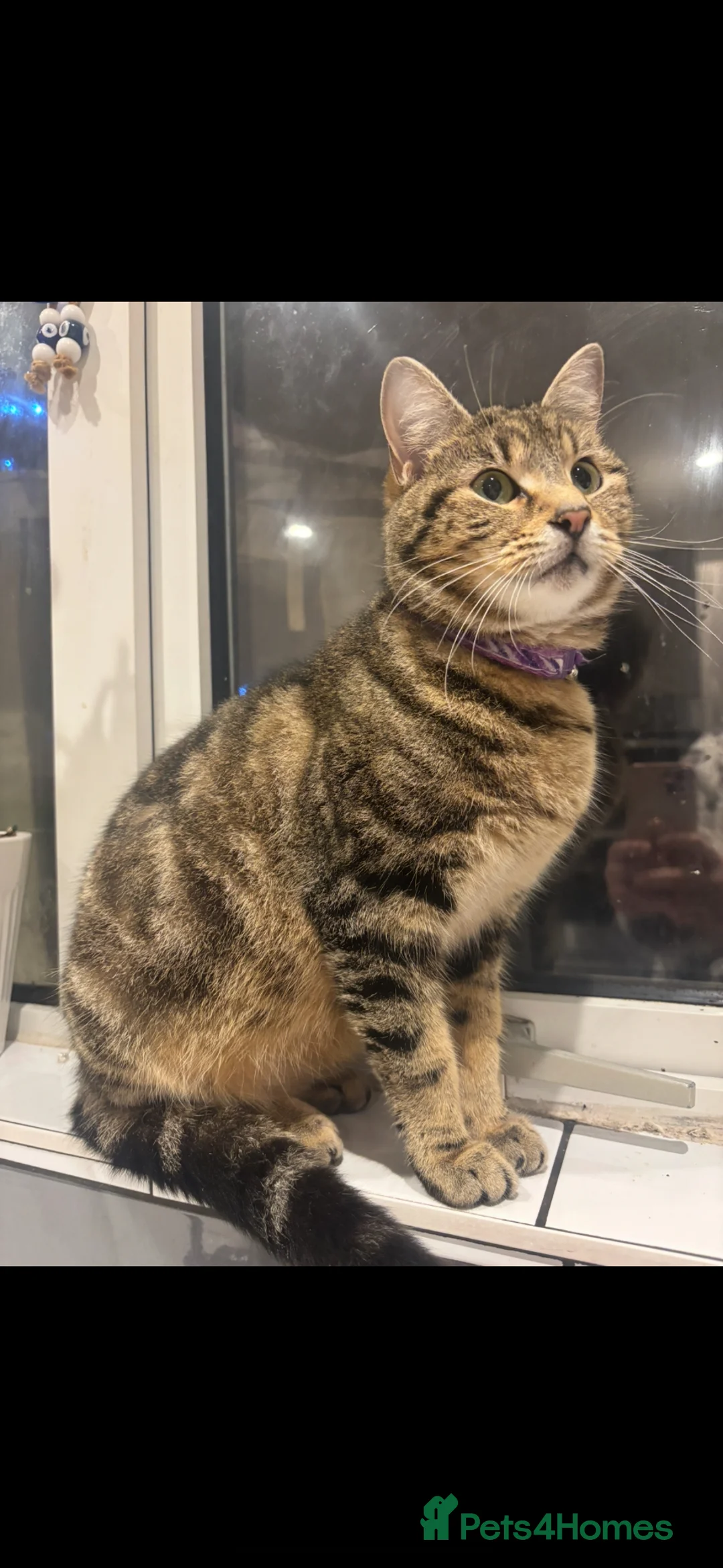 Mixed Breed cats for sale: Kittens in Stevenage - Advert 1