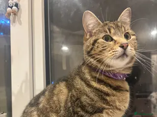 Mixed Breed cats Kittens - Advert 1