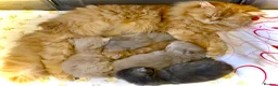 British Longhair cats for sale: Adult British Longhair TICA registered  - Advert 6