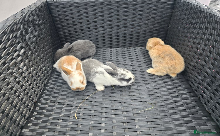 Mini Lop rabbits in Uxbridge - Advert 15