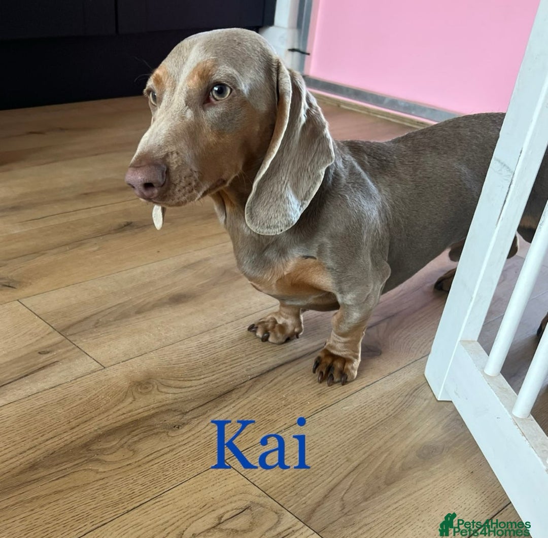 Miniature Dachshund dogs for sale: Show standard KC registered miniature dachshunds  - Image 11