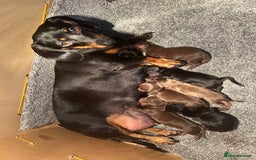 Dachshund dogs for sale: Dachshunds mini puppies   - Image 38