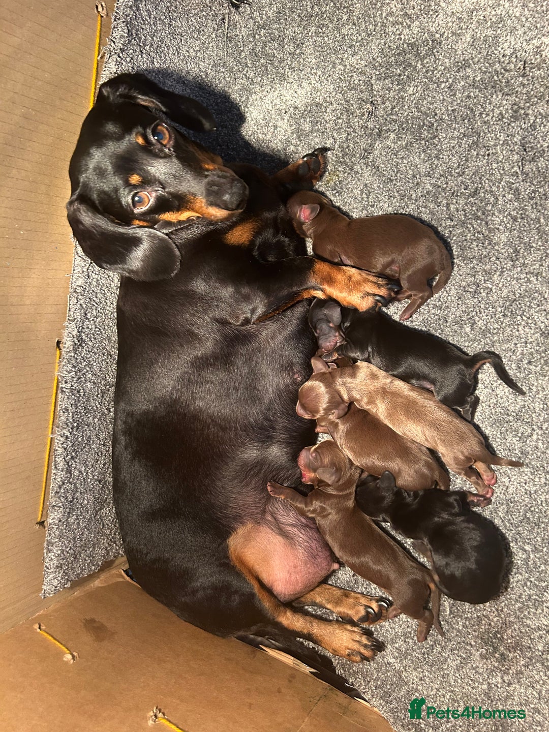 Dachshund dogs for sale: Dachshunds mini puppies   - Image 38