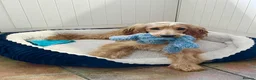 Cocker Spaniel dogs for sale: Loving cocker spaniel  in Belfast - Advert 8