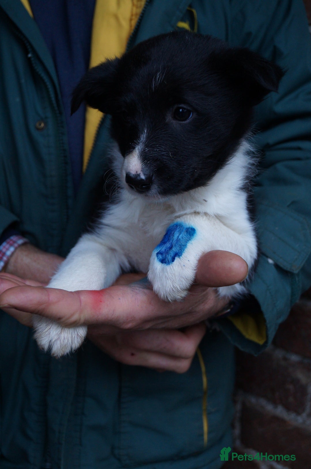 Border Collie dogs for sale: Lovely border collie pup's for sale - Advert 4
