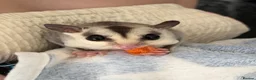 Sugar Glider rodents for sale: 2 Male Sugar Gliders – Brothers Tame + Full Setup in London - Advert 3