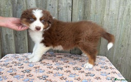 Australian Shepherd dogs for sale: Beautiful pedigree Australian Shepherd puppies - Image 12