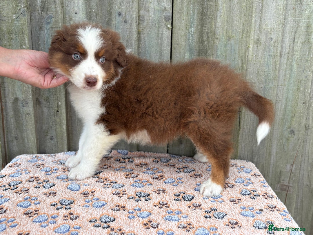 Australian Shepherd dogs for sale: Beautiful pedigree Australian Shepherd puppies - Image 12