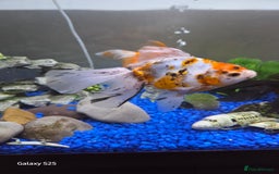 Mollies fish for sale: 3 x fish - Image 2
