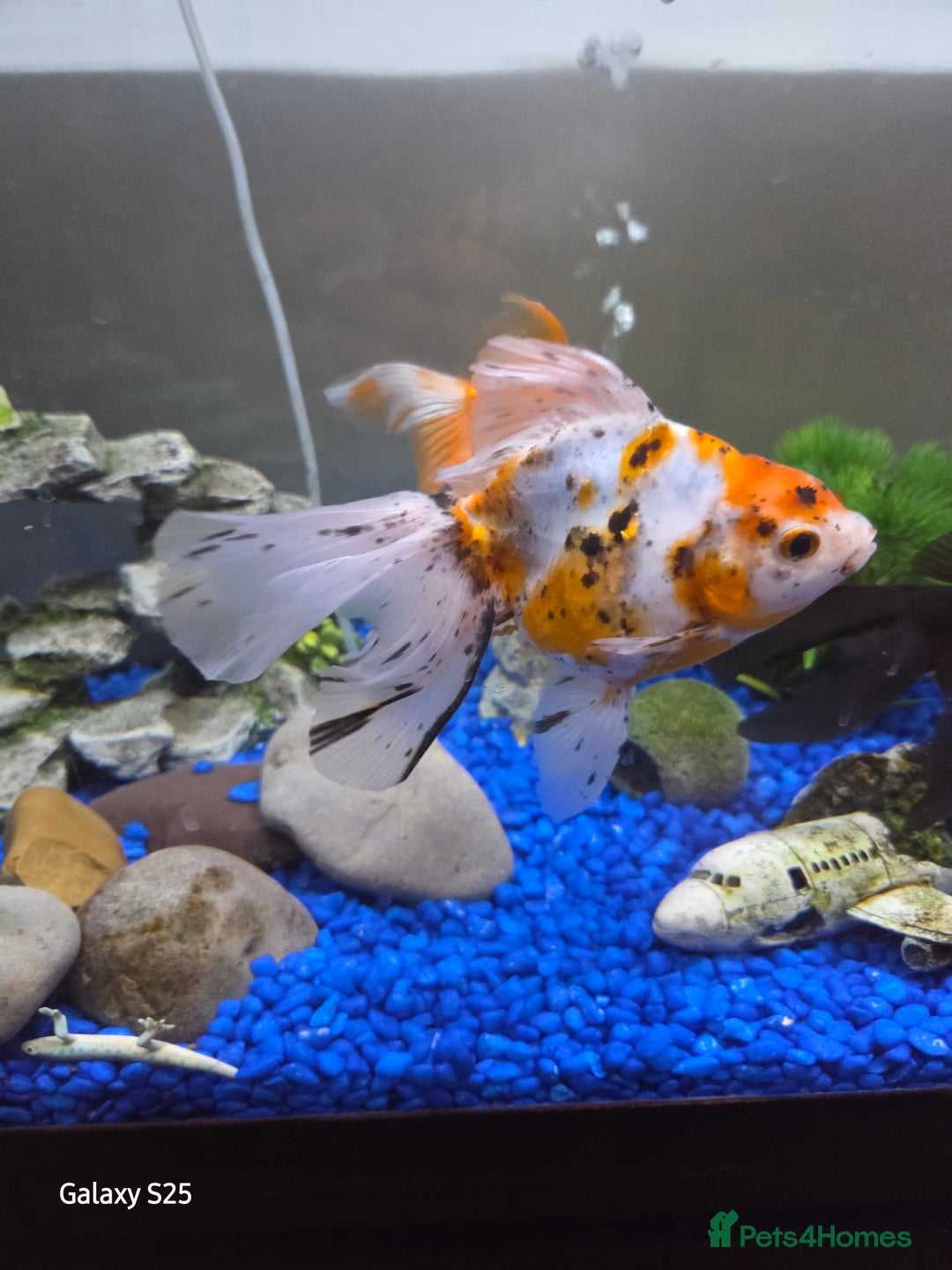 Mollies fish for sale: 3 x fish - Image 2