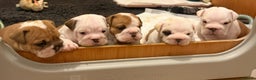 English Bulldog dogs for sale: Full Pedigree KC Registered English Bulldogs - Advert 1