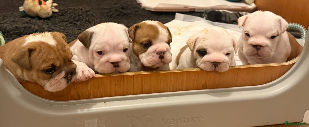 English Bulldog dogs for sale: Full Pedigree KC Registered English Bulldogs - Advert 1