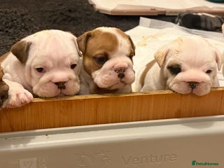 English Bulldog dogs Full Pedigree KC Registered English Bulldogs - Advert 2