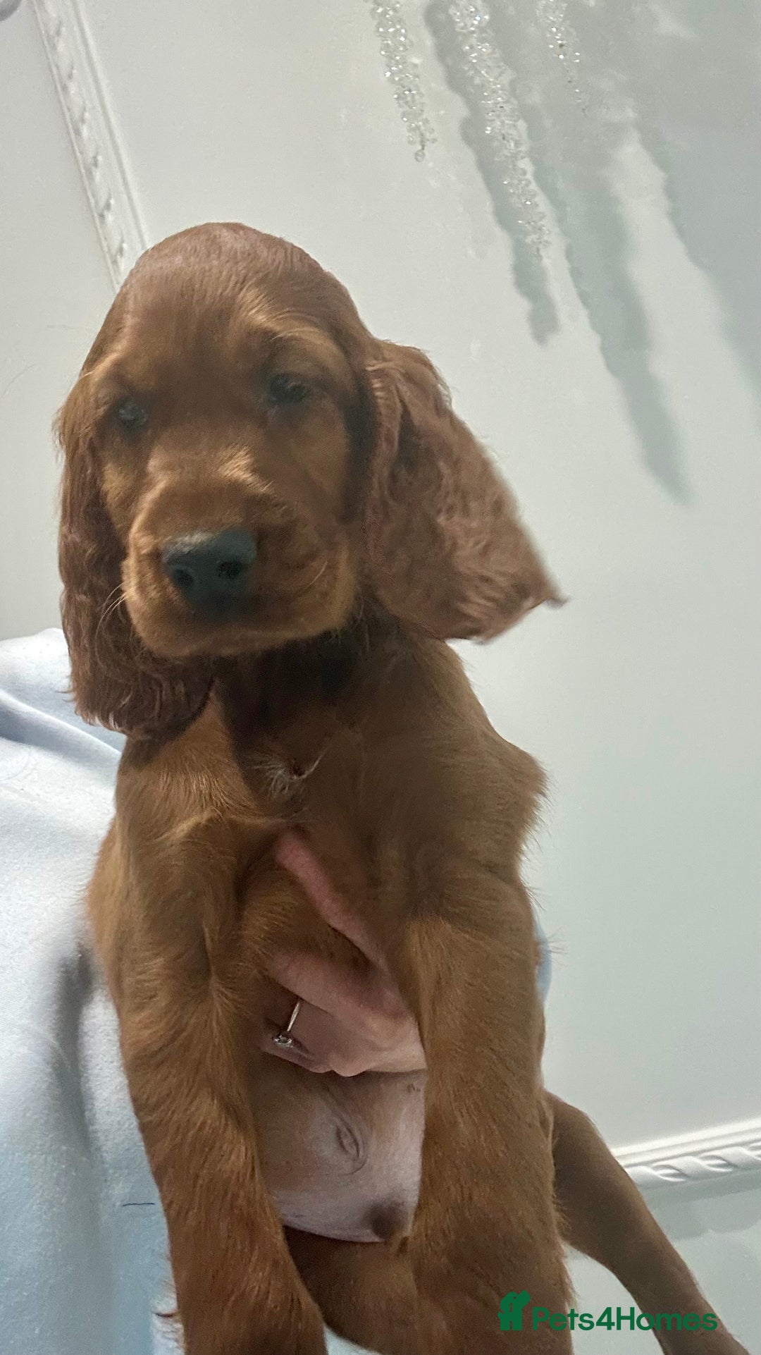 Irish Setter dogs for sale: Beautiful KC registered health tested parents - Advert 1