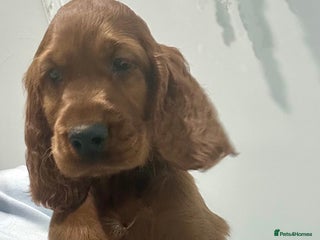 Irish Setter dogs Beautiful KC registered health tested parents - Advert 5
