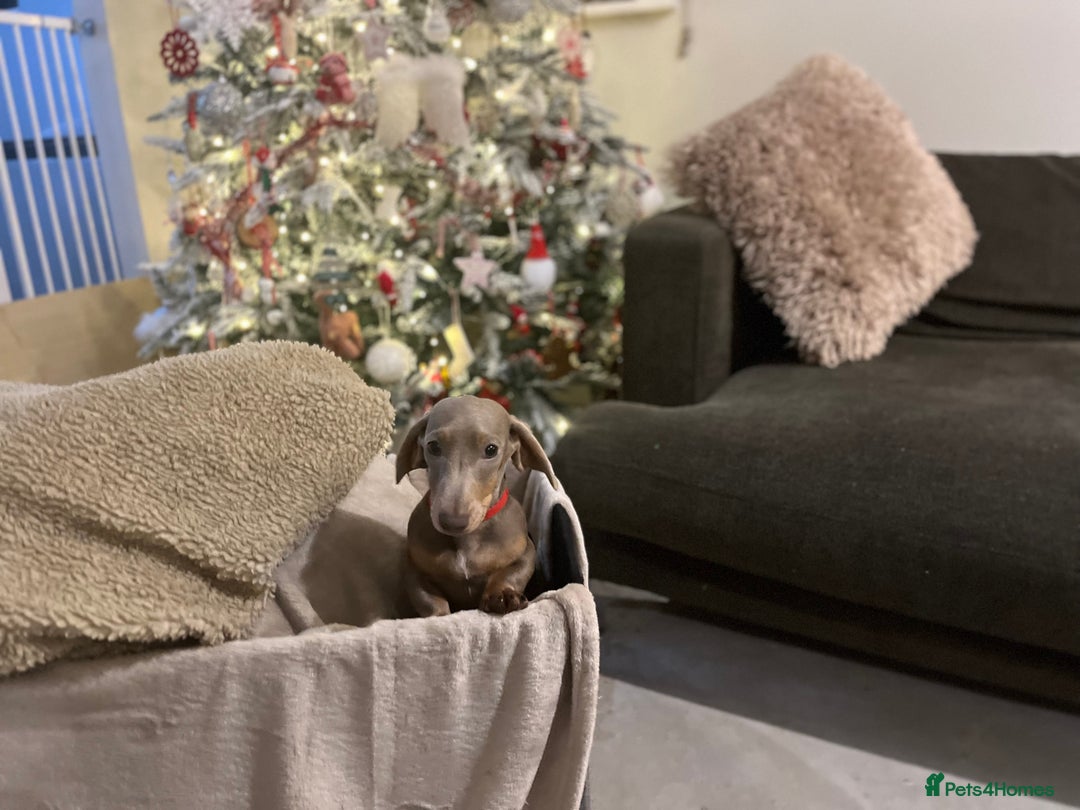 Dachshund dogs for sale: 🏡🐾 Isabella Dachshund Puppies - Ready Now 🐾🏡 - Advert 6