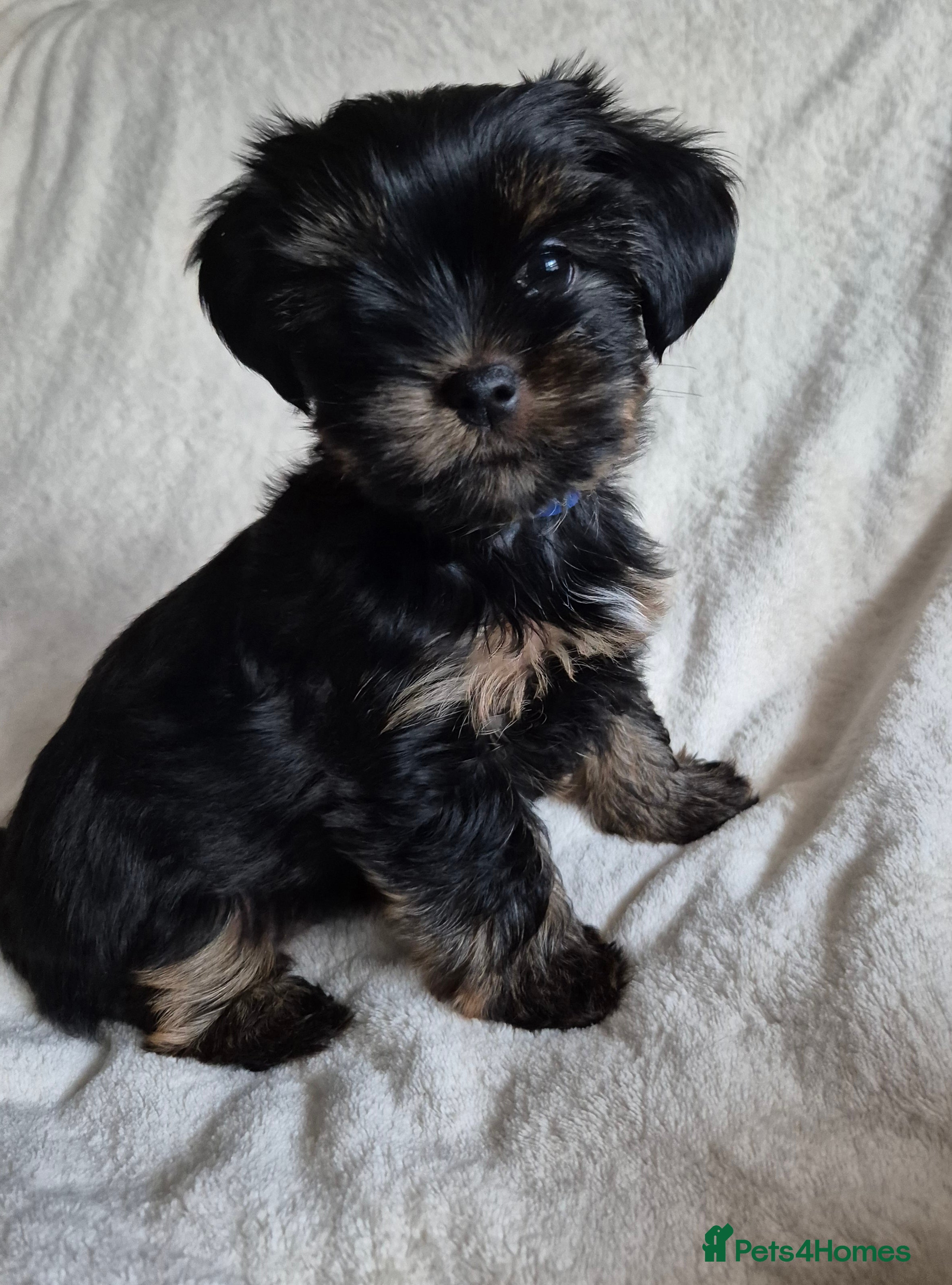 Yorkshire Terrier dogs Yorkshire terrier puppies looking for loving homes - Advert 1