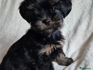Yorkshire Terrier dogs Yorkshire terrier puppies looking for loving homes - Advert 1