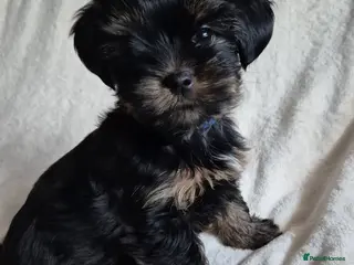Yorkshire Terrier dogs Yorkshire terrier puppies looking for loving homes - Advert 8