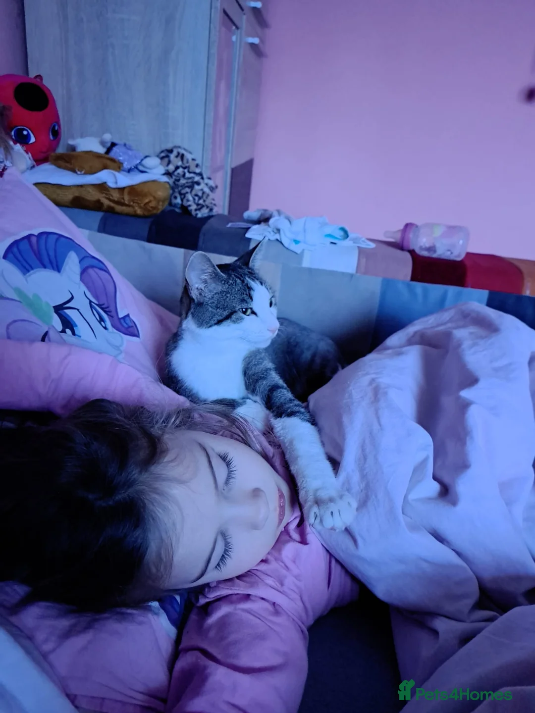 Mixed Breed cats for sale: TOMMY -a very friendly boy who needs a Loving Home - Advert 5